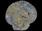 Fossil Pectin (Chesapecten) - Virginia #66400-1